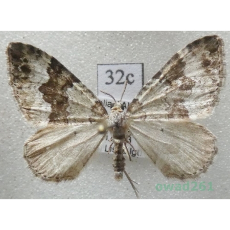 Thera cembrae (Kitt, 1912) ?? Italy32c